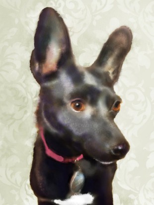Pet Portrait